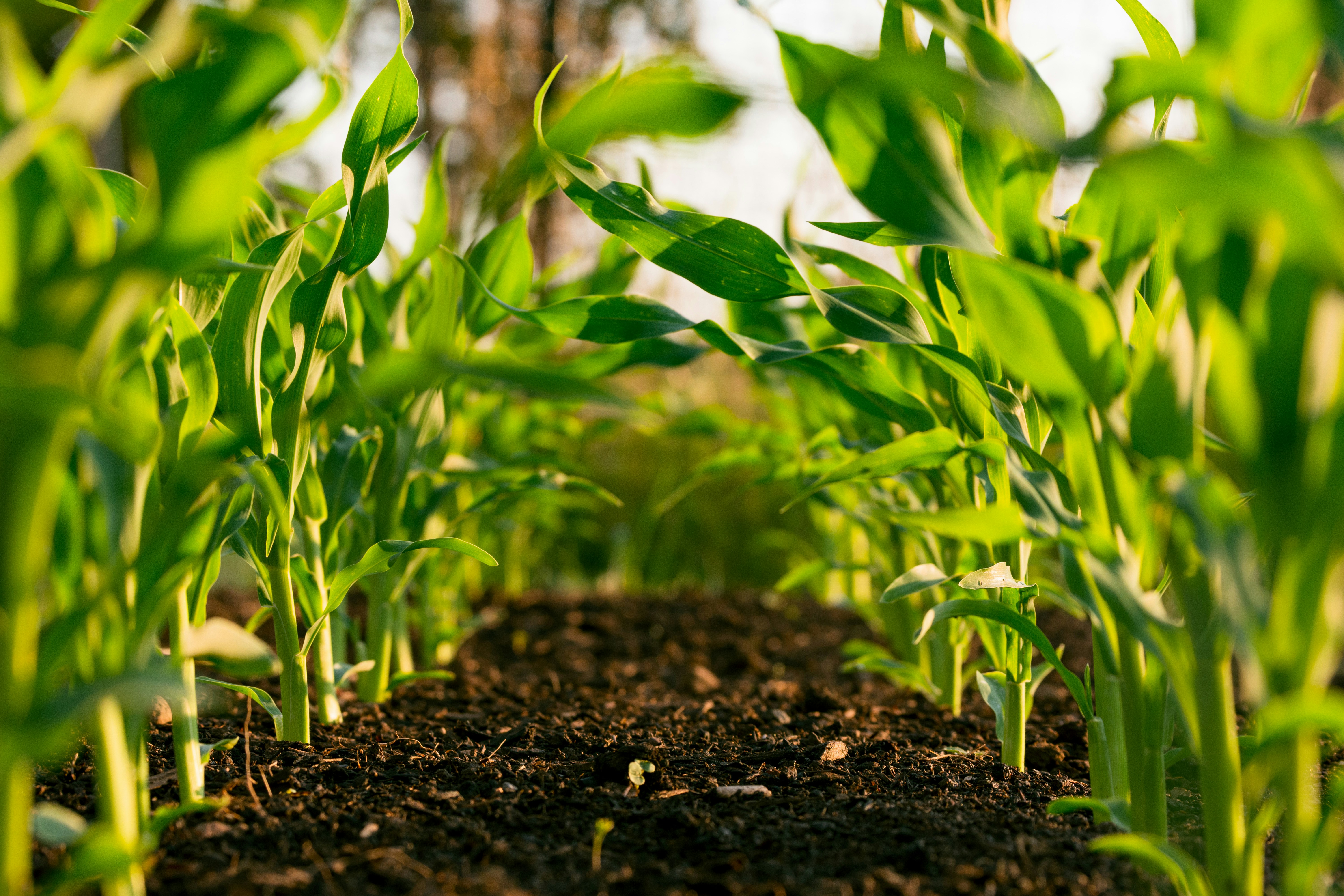 Soluções para o Agro